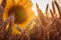 Sunflower with wheat at sunset Royalty Free Stock Photo