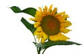 Sunflower on White