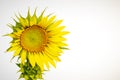 Sunflower on white background2 Royalty Free Stock Photo