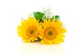 Sunflower on white background. Royalty Free Stock Photo
