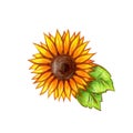 Sunflower hand drawing