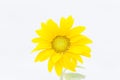 Sunflower on white background Royalty Free Stock Photo