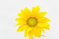 Sunflower on white background Royalty Free Stock Photo