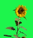 Sunflower,white background Royalty Free Stock Photo