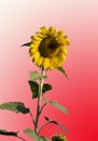 Sunflower,white background Royalty Free Stock Photo