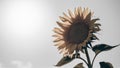 A sunflower with a white background in the middle of it, AI