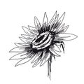 Sunflower on white background. Vector sketches hand drawn