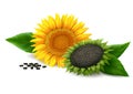 Sunflower on white background