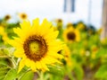 Sunflower with white sky background at local park in Khao kho, Petchabun province, Thailand. Royalty Free Stock Photo