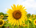 Sunflower with white sky background at local park in Khao kho, Petchabun province, Thailand. Royalty Free Stock Photo