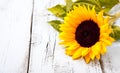 Sunflower on white wooden background Royalty Free Stock Photo