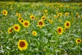 Sunflower and Wildflower Field in Bloom with Shallow Depth of Field