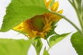 Sunflower in the Wind Royalty Free Stock Photo