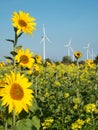 Sunflower and wind turbine