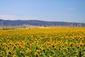 Sunflower and wind turbine field under blue sky in Andalusia near small village Sahara delos Atunes, Spain Royalty Free Stock Photo