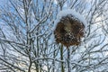 Sunflower winter