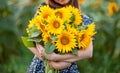 Sunflower in woman hands on sunflower field