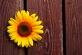 Sunflower On Wooden Background Royalty Free Stock Photo