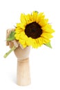 Sunflower in a wooden hand isolated on white background Royalty Free Stock Photo