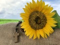 Sunflower and wooden rosary with Jesus Christ holy cross crucifix on a field. Praying rosary concept The Catholic symbol of faith