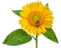 Sunflower and working bee isolated on white background Royalty Free Stock Photo