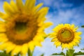 Sunflower and worm Royalty Free Stock Photo