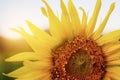 Sunflower and worm at sunlight Royalty Free Stock Photo