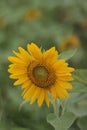 Sunflower & x28;Helianthus annuus L.& x29; is a popular annual plant both as an ornamental plant and as an oil-producing plant.