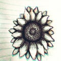 Sunflower & x28;sketch& x29;