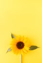 Sunflower on a yellow background. Minimalist monochrome floral concept with large copy space. Beautiful natural flower