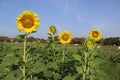 Sunflower yellow blooming on green leaves with bees flying in sunflower field at public park isolated on blue sky background close Royalty Free Stock Photo