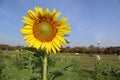 Sunflower yellow blooming on green leaves with bees flying in sunflower field at public park isolated on blue sky background close Royalty Free Stock Photo