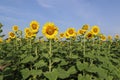 Sunflower yellow blooming on green leaves with bees flying in sunflower field at public park isolated on blue sky background close Royalty Free Stock Photo