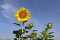 Sunflower yellow blooming on green leaves with bees flying in sunflower field at public park isolated on blue sky background close Royalty Free Stock Photo