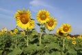 Sunflower yellow blooming on green leaves with bees flying in sunflower field at public park isolated on blue sky background close Royalty Free Stock Photo