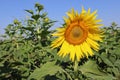 Sunflower yellow blooming on green leaves in sunflower field isolated on blue sky background closeup. Royalty Free Stock Photo