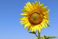 Sunflower yellow blooming on green leaves in sunflower field isolated on blue sky background closeup. Royalty Free Stock Photo