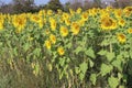 Sunflower yellow blooming on green leaves in sunflower field isolated on blue sky background closeup. Royalty Free Stock Photo