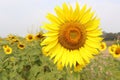 Sunflower yellow blooming on green leaves in sunflower field isolated on blue sky background closeup. Royalty Free Stock Photo