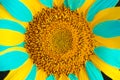 Sunflower with yellow and blue petals. Colors of the state flag of Ukraine. Concept of catholicity and independence of Ukraine Royalty Free Stock Photo