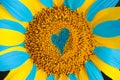 Sunflower with yellow and blue petals. Colors of the state flag of Ukraine. Blue heart on yellow flower. Concept of catholicity