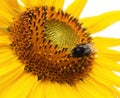 sunflower Royalty Free Stock Photo