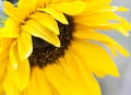 Sunflower Royalty Free Stock Photo