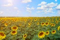 Sunflower yellow field and blue sky with clouds Royalty Free Stock Photo