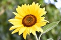 Sunflower Royalty Free Stock Photo