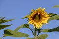 Sunflower yellow flower in blue sky background with copy space at morning sun light Royalty Free Stock Photo