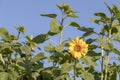 Sunflower yellow flower in blue sky background with copy space at morning sun light Royalty Free Stock Photo