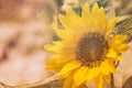 Sunflower yellow flower with dirty texture filter color tone vintage Royalty Free Stock Photo