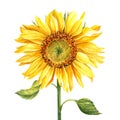 Sunflower, yellow flower isolated on white background, watercolor botanical illustration, hand drawing Royalty Free Stock Photo