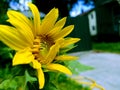 Sunflower yellow garden bokeh blurry background